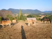 Vaca, Raza Jersey — foto 1