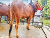 सांड, मवेशी — फ़ोटो 4