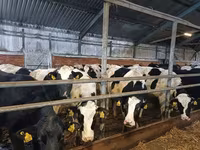 Vaca, Raza Holstein — foto 8