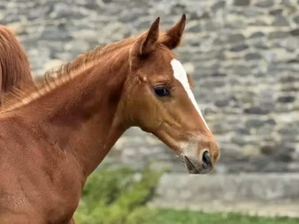 Aygır, Anglo-Arabian — Gürcistan