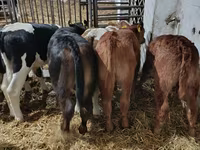 公牛, Cattle — 照片 3