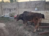 ثور, سلالة ألاطاووس — الصورة 4