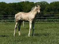 Mare, Rocky Mountain Horse — photo 8