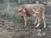 İnek, Latvian Blue cattle — foto 3