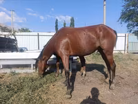 Stute, Thoroughbred horse — Foto 6