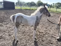 Yegua, Pinto horses — foto 1