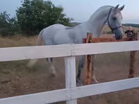 घोड़ी, Orlov Trotter — फ़ोटो 2