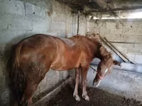 Stute, Swedish warmblood horse — Foto 1