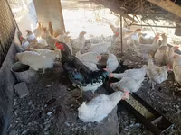براهما — الصورة 5