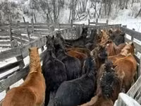 Caballo, Caballos — foto 1
