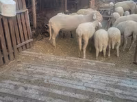 मेढ़ा, Merino sheep — फ़ोटो 5