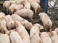 Verro, Cerdos — foto 2