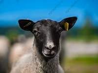 Koç, Katum sheep — foto 7
