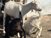 Goat, LaMancha goats — photo 2