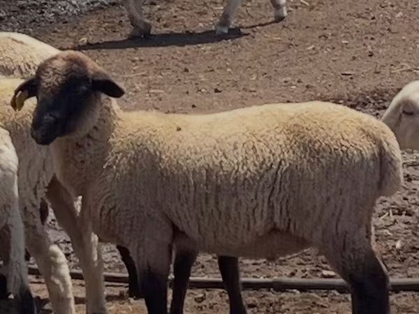 Koç, Hampshire sheep