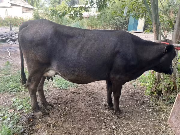 Kuh, Ukrainian Brown Dairy Cattle