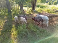 Keçi, Kejobong goat — foto 2