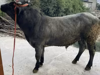 Toro, Azul Belga — foto 6