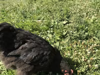 جيرسي جاينت — الصورة 3