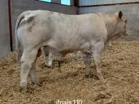 Boğa, Charolais cattle — foto 2