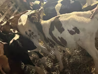 Bulle, Simmental cattle — Foto 4