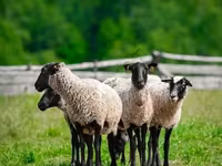 मेढ़ा, Romanov sheep — फ़ोटो 2