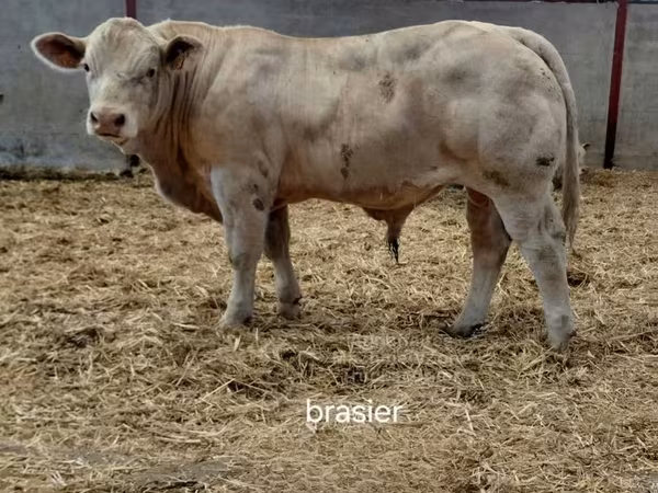 Boğa, Charolais cattle