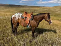 حصان, Horses of Sable Island — الصورة 2