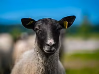 मेढ़ा, Romanov sheep — फ़ोटो 1