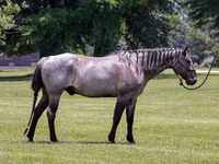 Hengst, Quarter Horse — Foto 2