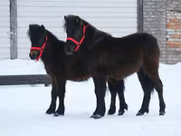 घोड़ा, American shetland pony — फ़ोटो 7
