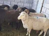 母羊, Sheep — 照片 4