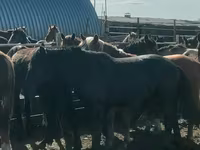 घोड़ा, Horse breed — फ़ोटो 1
