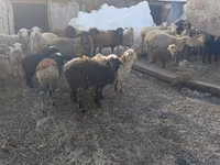 Koyun, Romanov sheep — foto 2