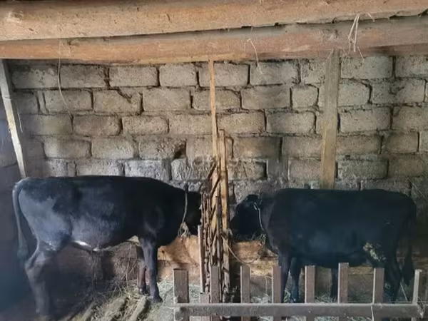 Boğa, Sığır — Gürcistan