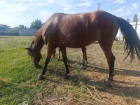 Stute, Thoroughbred horse — Foto 7
