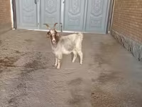 Keçi, Alpine goat — foto 3