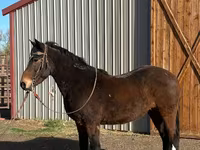 公马, Mustang — 照片 2