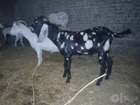 Ziegenbock, Beetal goats — Foto 5