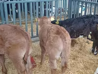 公牛, Cattle — 照片 7