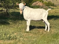 Billy Goat, Saanen goat — photo 3