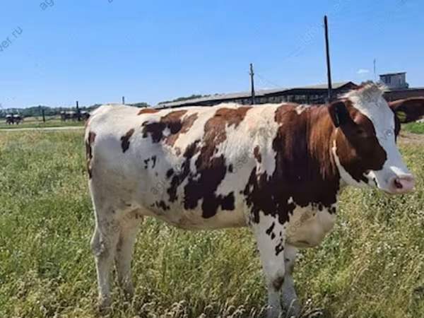 Vaca, Russian Black pied cattle