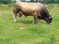 Bulle, Partenaise cattle — Foto 7