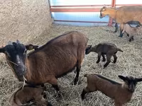 Keçi, Alpine goat — foto 1