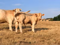 Toro, Charolais cattle — foto 1