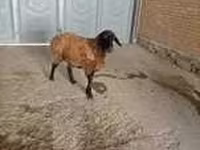 Keçi, Alpine goat — foto 6