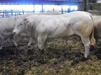 Boğa, Blonde d’Aquitane cattle — foto 6