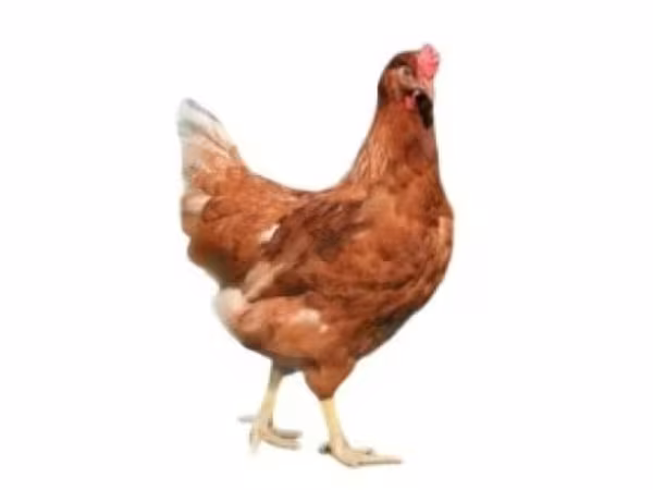 Chickens