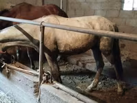 Hengst, Horse breed — Foto 5