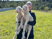 Widder, Assaf sheep — Foto 3